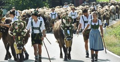Almabtrieb in Bad Hindelang
